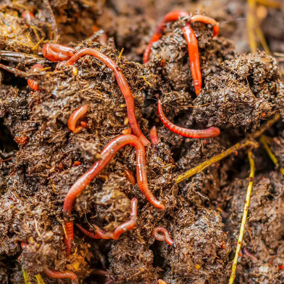Vermicompost